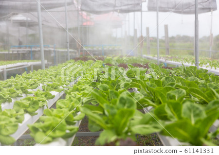 Hydroponics Vegetables Farm 61141331