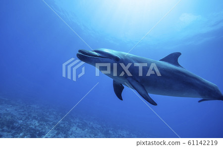 Dolphins in the South Pacific 61142219