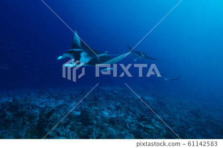 Flock of manta 61142583