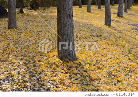 Ginkgo trees 61143314