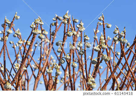 Mitsumata的芽 Mitsumata的芽 61143418