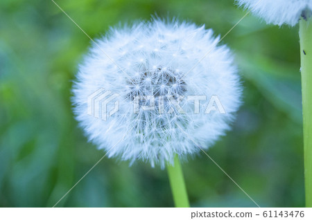 蒲公英絨毛 61143476
