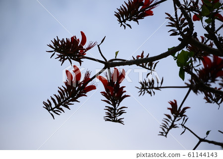 Flowers of Deigo Flowers of Deigo 61144143