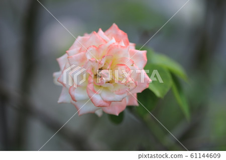 淡玫瑰花朵的 61144609