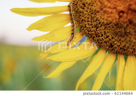 Sunflower and worm at sky. 61144664