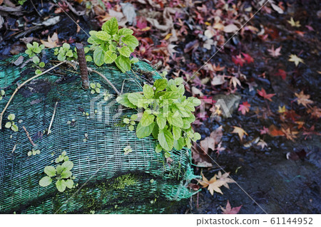 Green grass growing on sandbags Green grass growing on sandbags 61144952