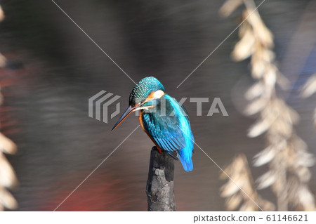 The kingfisher of Shakujii Park 61146621