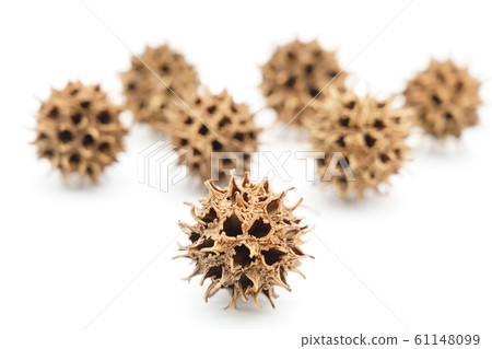 Dried fruit drop of maple fowl Dried fruit drop of maple fowl 61148099