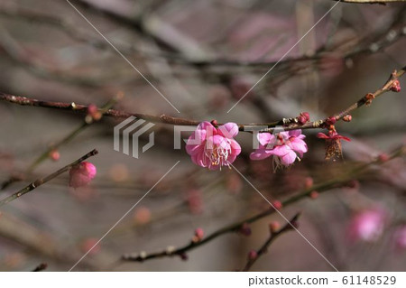 重瓣梅花(Armeniaca mume cv.) 61148529