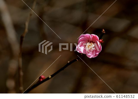 重瓣梅花(Armeniaca mume cv.) 61148532