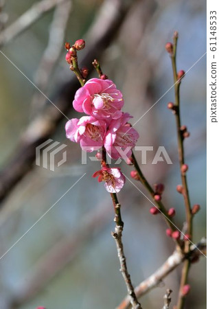 重瓣梅花(Armeniaca mume cv.) 61148533