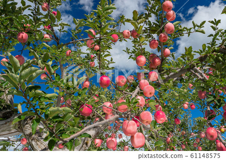 [Aomori Tsugaru apple garden] The bright red apple of Tsugaru is the best in Japan. 61148575