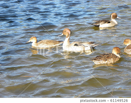 在Inage海灘公園來到池塘的冬季候鳥 61149526