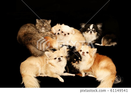 Chihuahua and exotic shorthair 61149541