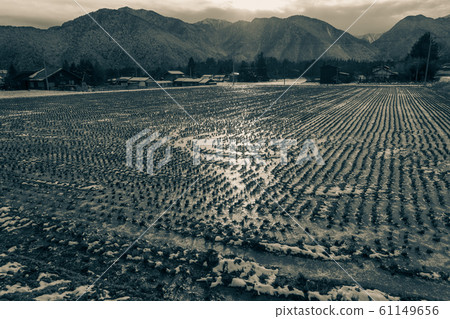 夕陽照耀的冰凍稻田：單色@大町 61149656