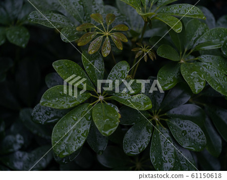 雨淋濕了 61150618