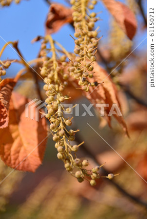 Scratchy Scratchy 61150712