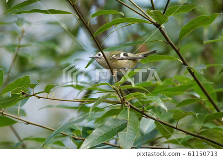 Aikita Daki 61150713