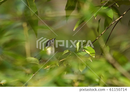 Aikita Daki Aikita Daki 61150714