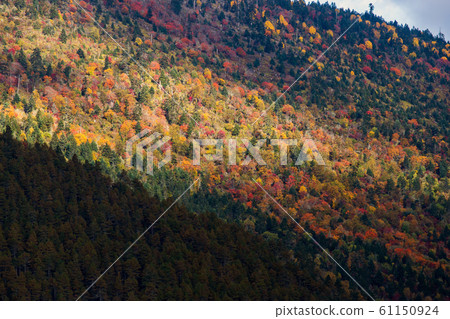 Colorful in autumn forest and snow mountain at Colorful in autumn forest and snow mountain at 61150924