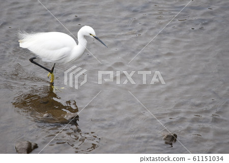 白鷺在岸上 61151034