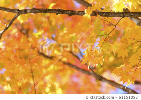 Clear autumn leaves Clear autumn leaves 61151858