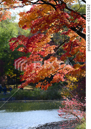 Autumn leaves by the pond 61151862