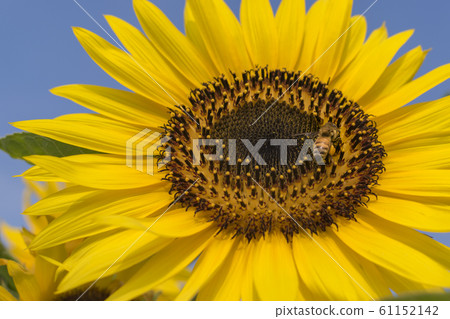 Sunflower with honeybee 61152142