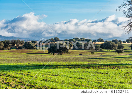 Olive trees in the fields of Extremadura in Zorita 61152721
