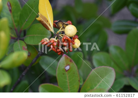 Fruit and tofu of Tobera 61152817