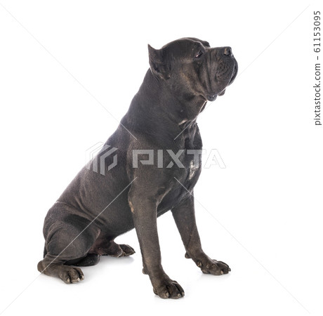 cane corso in studio 61153095