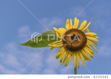Sunflower and blue sky Sunflower and blue sky 61153181
