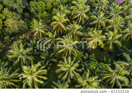 Coconut palm tree aerial view tropical forest Coconut palm tree aerial view tropical forest 61153210