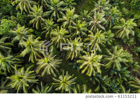 Coconut palm tree aerial view tropical forest 61153211