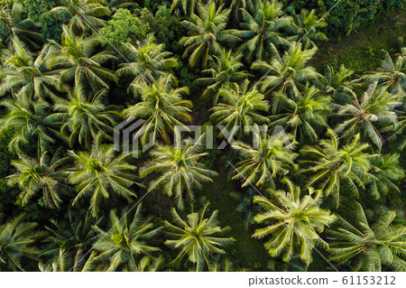 Coconut palm tree aerial view tropical forest Coconut palm tree aerial view tropical forest 61153212