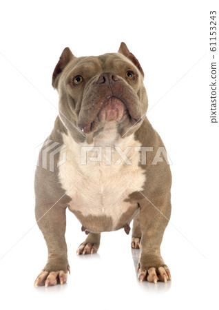 american bully in studio 61153243