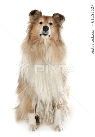 Rough Collie in studio 61153527