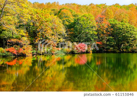 Autumn leaves at Myoko / Sennin Pond Autumn leaves at Myoko / Sennin Pond 61153846