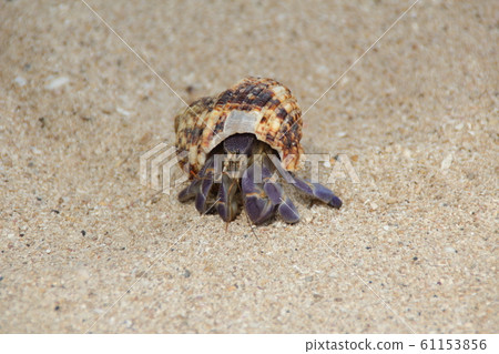 Murasaki Okayadoceri 61153856