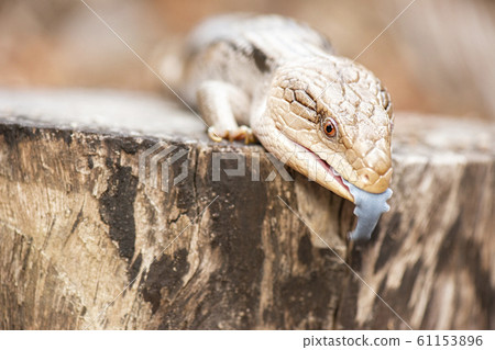 Blue-tongued skink Blue-tongued skink 61153896