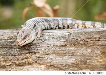 Blue-tongued skink Blue-tongued skink 61153898
