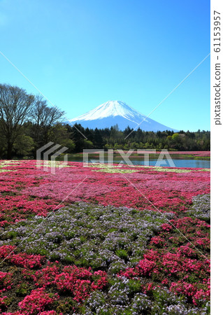 富士芝櫻山富士本棲渡假村 61153957