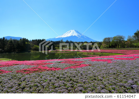 Mt. Fuji Shiba Sakura Fuji Motosu Resort Spring 61154047