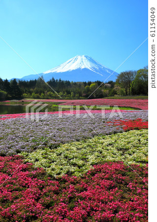 Mt. Fuji Shiba Sakura Fuji Motosu Resort Spring 61154049