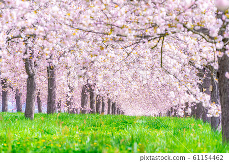 Chikuma River Sakuratsutsumi Yaezakura Cherry Trees [Nagano Prefecture] 61154462