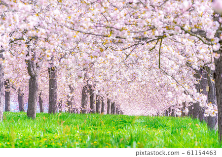 Chikuma River Sakuratsutsumi Yaezakura Cherry Trees [Nagano Prefecture] 61154463