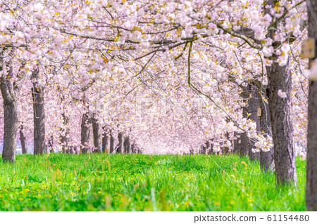 Chikuma River Sakuratsutsumi Yaezakura Cherry Trees [Nagano Prefecture] 61154480