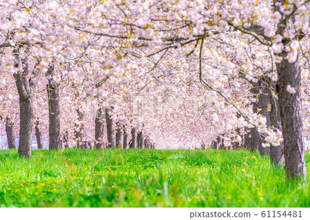 Chikuma River Sakuratsutsumi Yaezakura Cherry Trees [Nagano Prefecture] 61154481