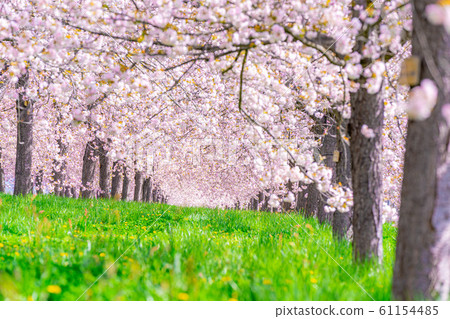 Chikuma River Sakuratsutsumi Yaezakura Cherry Trees [Nagano Prefecture] 61154485