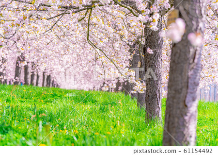 Chikuma River Sakuratsutsumi Yaezakura Cherry Trees [Nagano Prefecture] 61154492